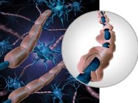 Inflammation mediator shows promise as new multiple sclerosis therapy