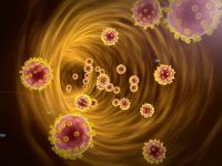 Researchers unravel how one gut bacterium influences immunity