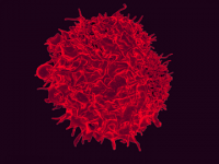 Improving the immune defenses against blood cancer