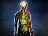 How do endocannabinoids work in the body and why should we care?