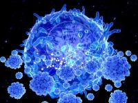 The kinetics of T cell response, the inflammatory profile, and the pox-specific T cell induction in monkeypox infection