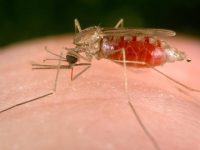 Malaria: Transmission, Symptoms And Treatment