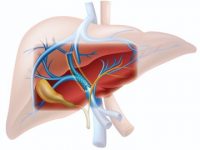 TIPS May Reduce Systemic Inflammation, New Research Finds