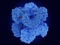 Inflammation in Brain’s Immune Cells Triggers Depressive Behavior in Mice