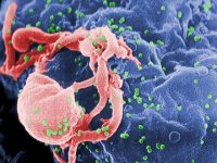 Study Looks at How an HIV Protein Can Alter Immune Cells and Fuel Chronic Inflammation
