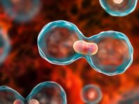 What is the role of ferroptosis in cancer?