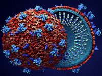 3D models of ovarian cancer reveal how cell’s location can affect tumor biology